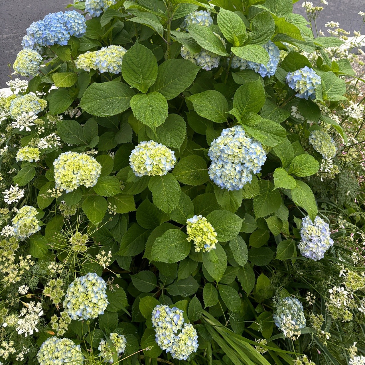 夏の準備はお済ですか？