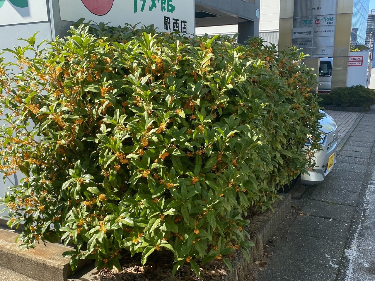 新車のにおい